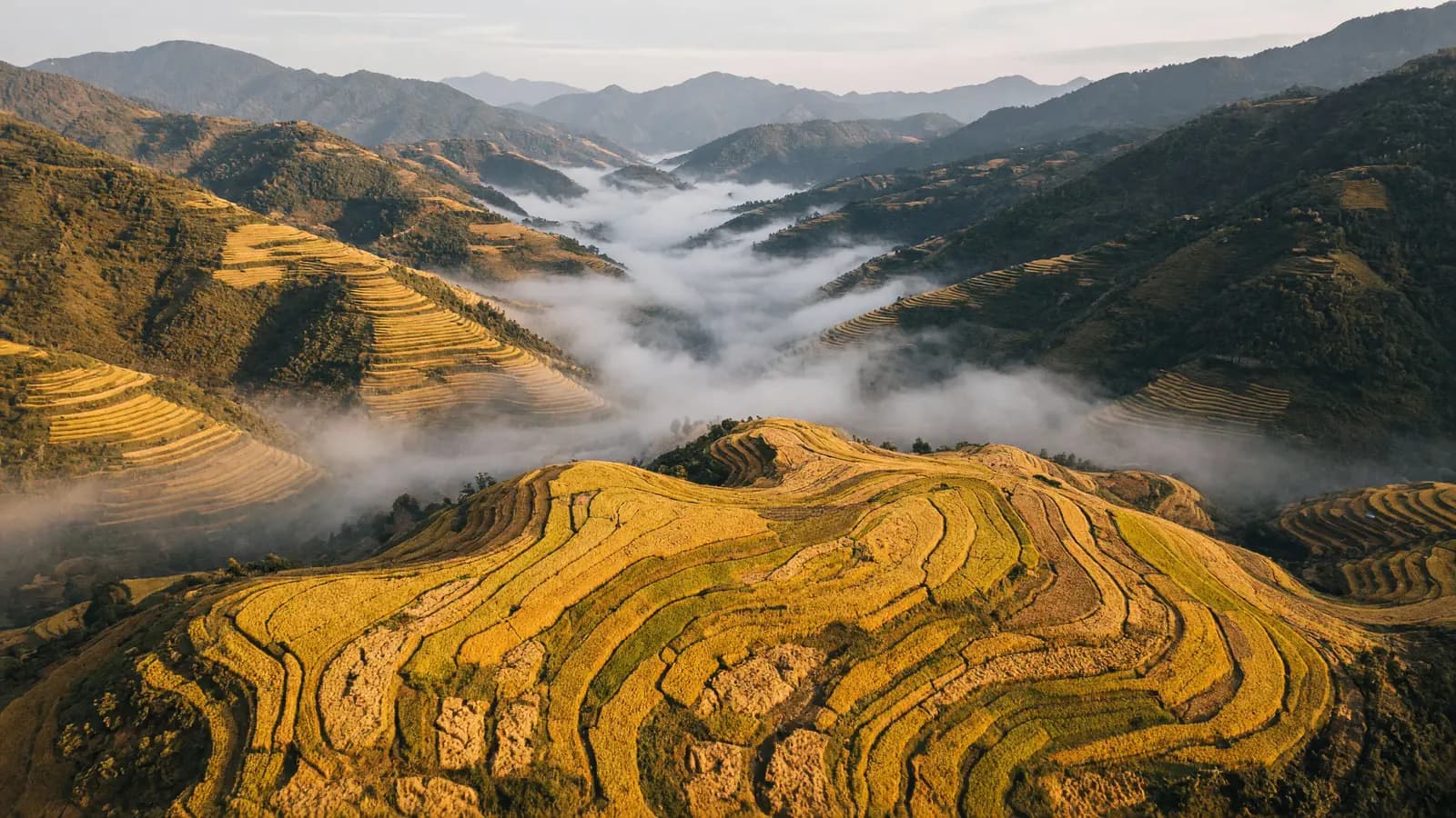 Ruộng bậc thang vàng uốn lượn giữa núi sương ở Mù Cang Chải.